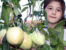 İlaç gibi mucize meyva pepino