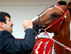 Bu Arap atı sahibini para basıyor