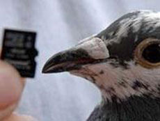 Posta güvercini internetten hızlı çıktı