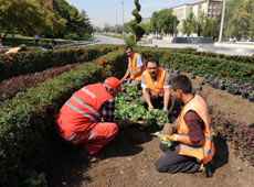 Ankara kışın da çiçek açacak